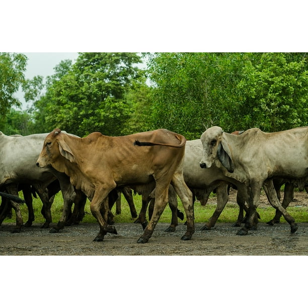 Green Cow Print Sticker